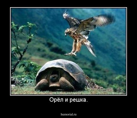 Орёл и решка.