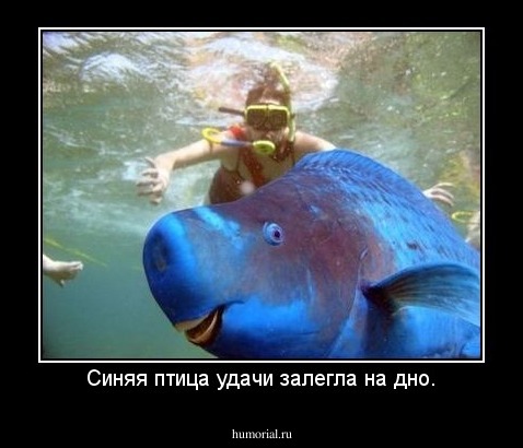 Синяя птица удачи залегла на дно.