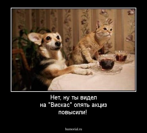Нет, ну ты видел на "Вискас" опять акциз повысили!