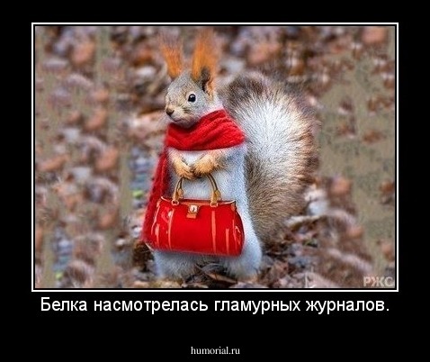 Белка насмотрелась гламурных журналов.