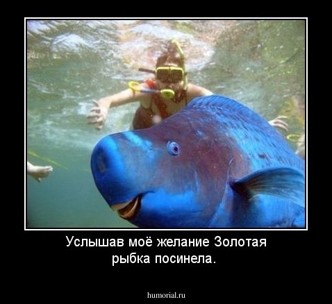 Услышав моё желание Золотая рыбка посинела.