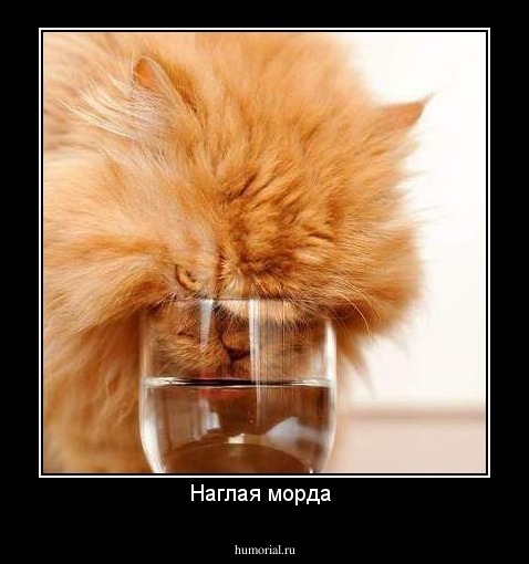 Наглая морда 