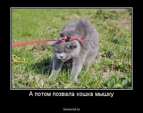 А потом позвала кошка мышку