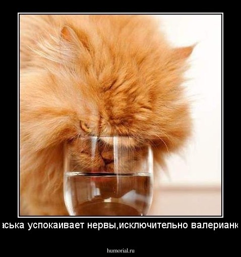 -Васька успокаивает нервы,исключительно валерианкой