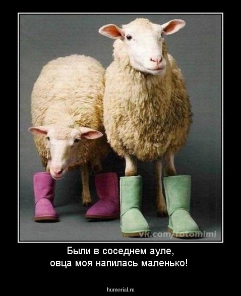 Были в соседнем ауле, овца моя напилась маленько!