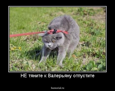 НЕ тяните к Валерьяну отпустите