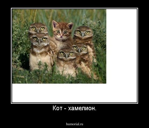Кот - хамелион.