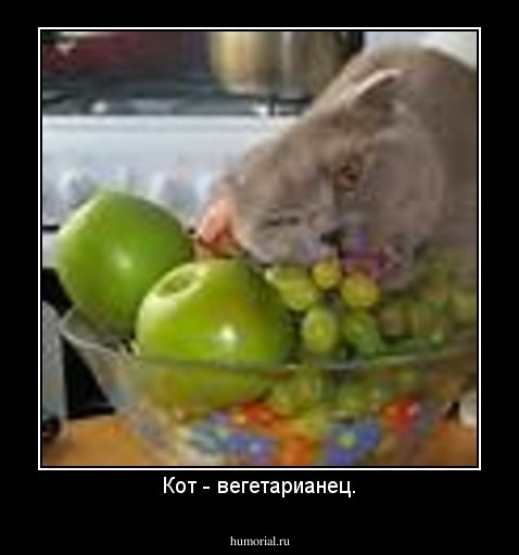Кот - вегетарианец.