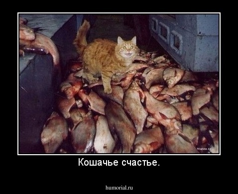 Кошачье счастье.