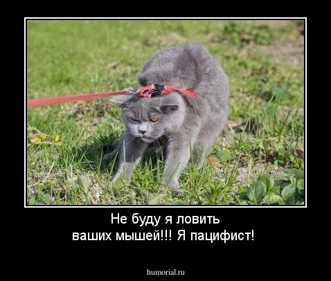 Не буду я ловить ваших мышей!!! Я пацифист!