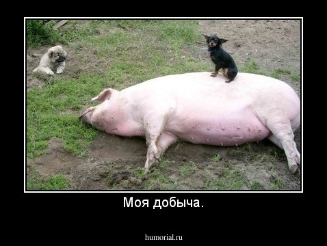 Моя добыча.