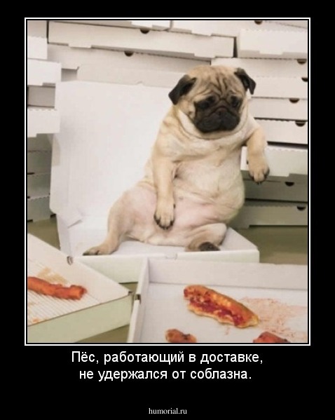 Пёс, работающий в доставке, не удержался от соблазна.