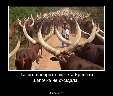 Такого поворота сюжета Красная шапочка не ожидала.