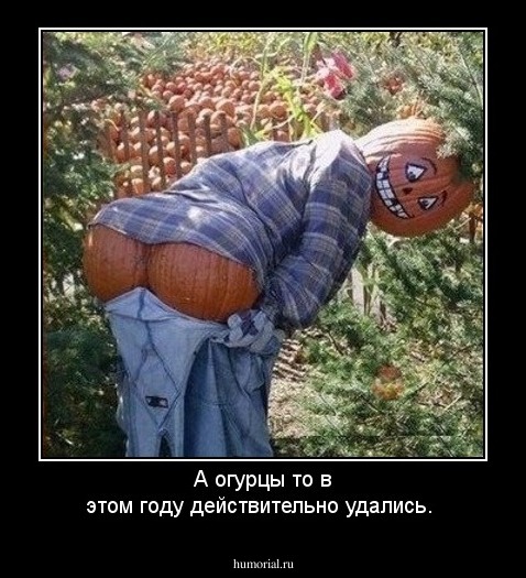 А огурцы то в этом году действительно удались.
