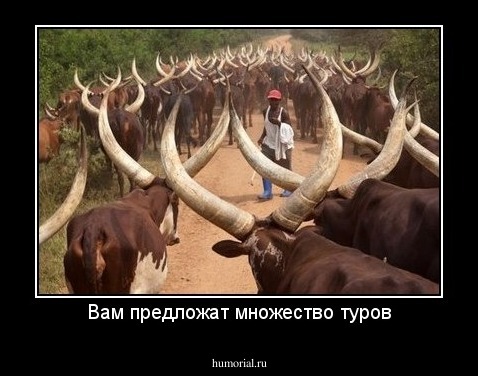 Вам предложат множество туров