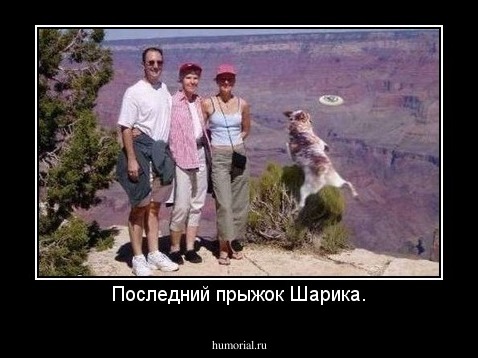 Последний прыжок Шарика.