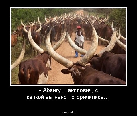 - Абангу Шакилович, с кепкой вы явно погорячились...