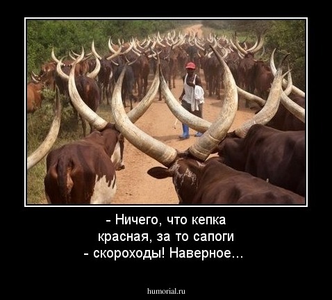 - Ничего, что кепка красная, за то сапоги - скороходы! Наверное...
