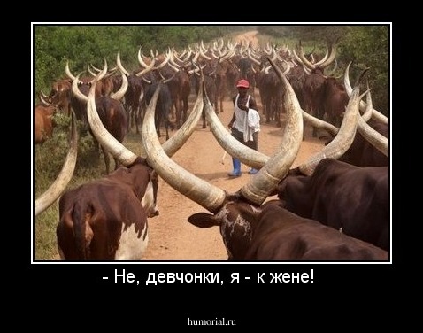 - Не, девчонки, я - к жене! 