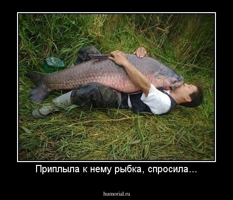 Приплыла к нему рыбка, спросила...