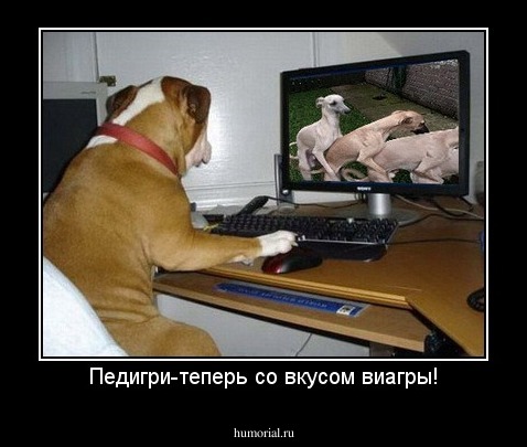 Педигри-теперь со вкусом виагры!