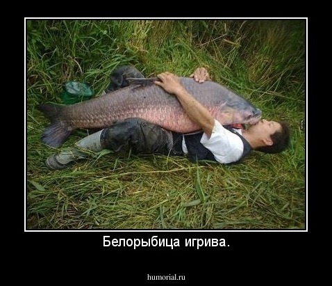 Белорыбица игрива.
