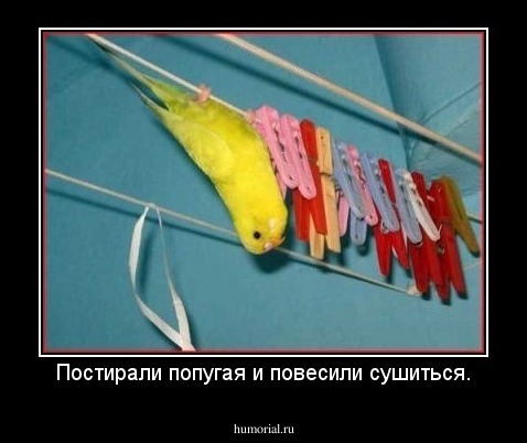 Постирали попугая и повесили сушиться.