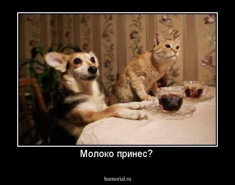 Молоко принес? 