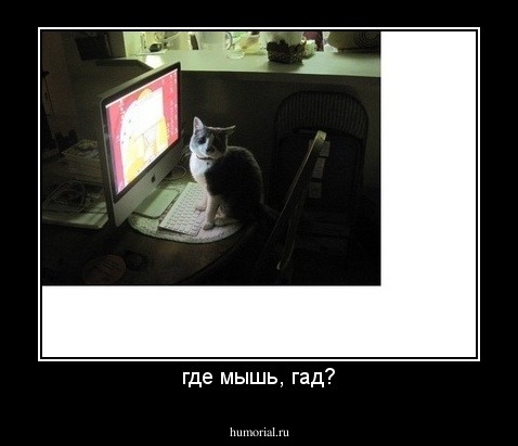 где мышь, гад?
