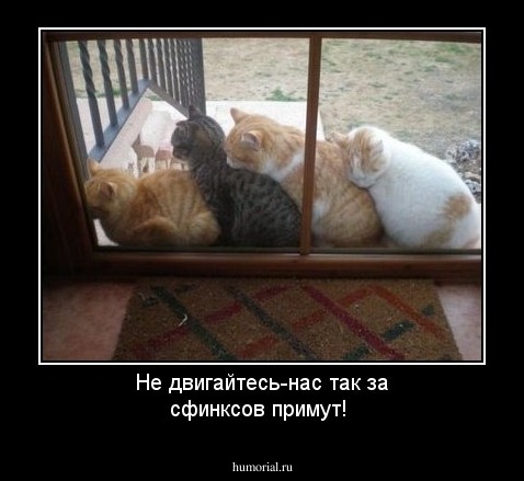 Не двигайтесь-нас так за сфинксов примут!