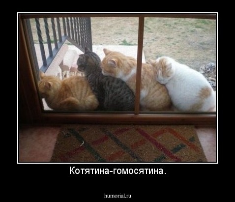 Котятина-гомосятина.