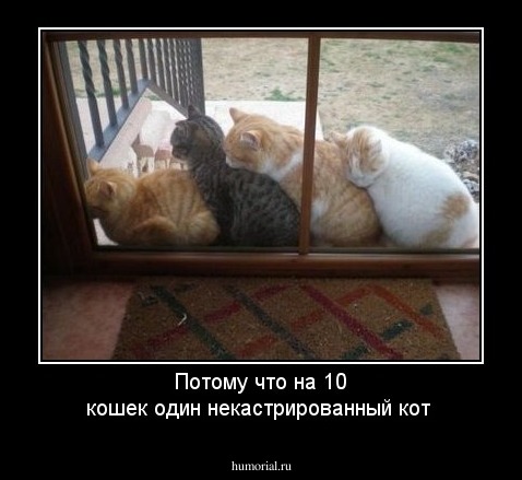 Потому что на 10 кошек один некастрированный кот