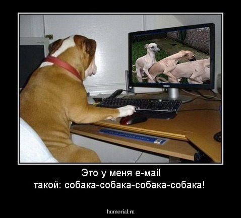 Это у меня е-маil такой: собака-собака-собака-собака!