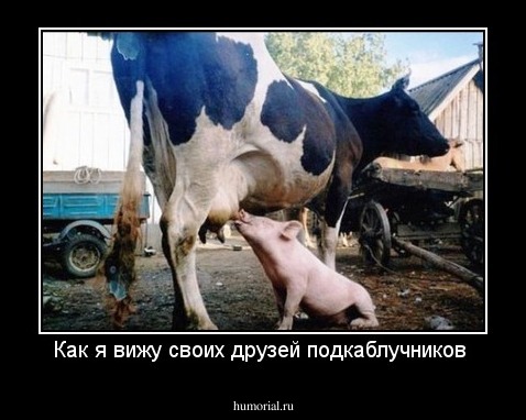 Как я вижу своих друзей подкаблучников 