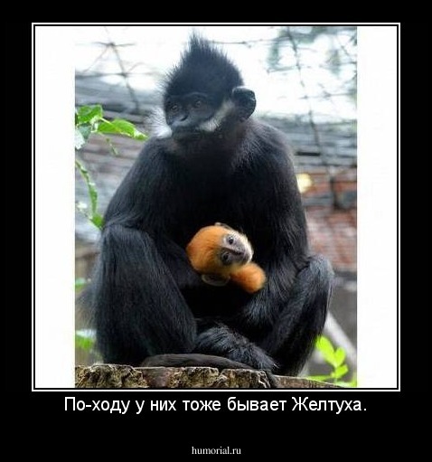 По-ходу у них тоже бывает Желтуха.