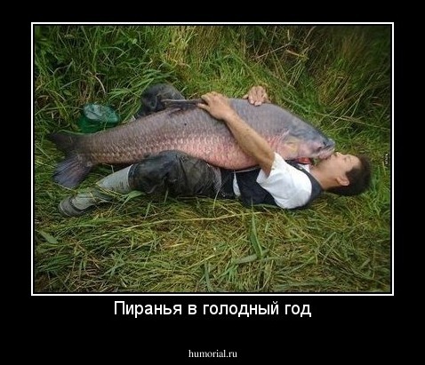 Пиранья в голодный год