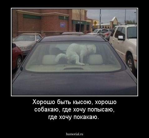 Хорошо быть кысою, хорошо собакаю, где хочу попысаю, где хочу покакаю.