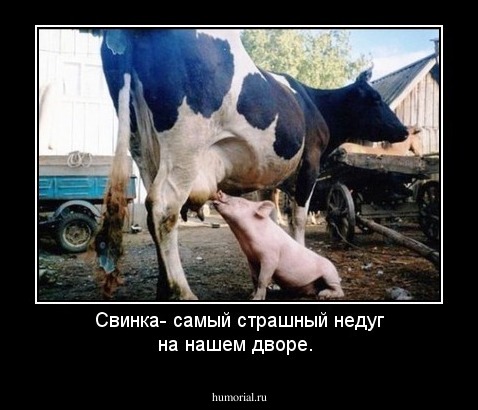 Свинка- самый страшный недуг на нашем дворе.