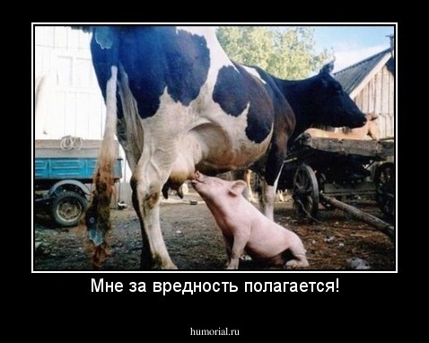 Мне за вредность полагается!
