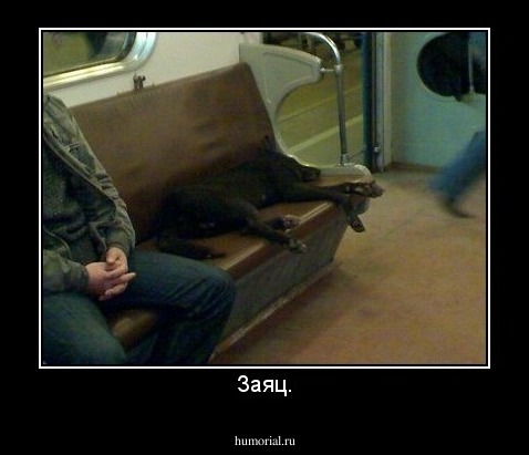 Заяц.