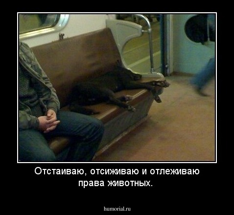 Отстаиваю, отсиживаю и отлеживаю права животных.