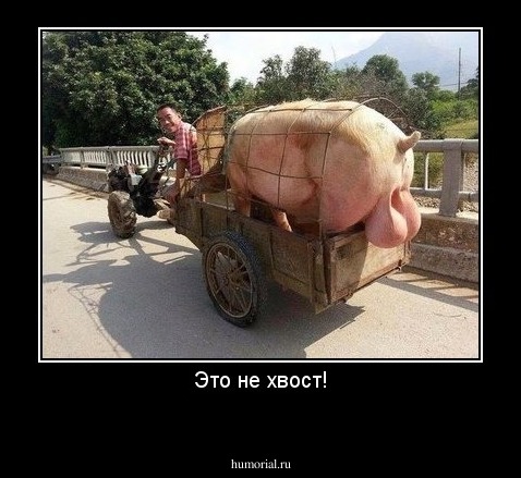 Это не хвост!

