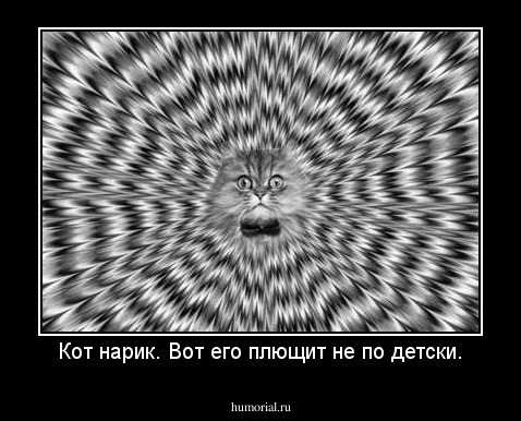 Кот нарик. Вот его плющит не по детски.