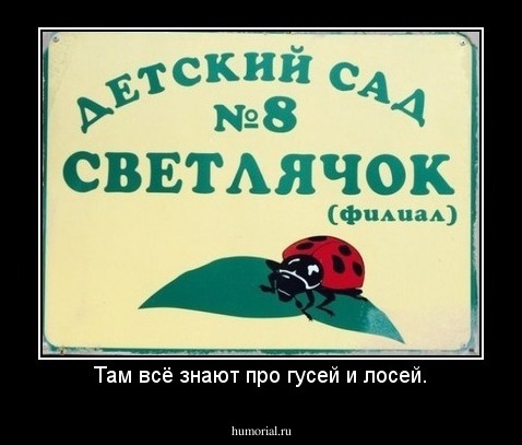 Там всё знают про гусей и лосей.
