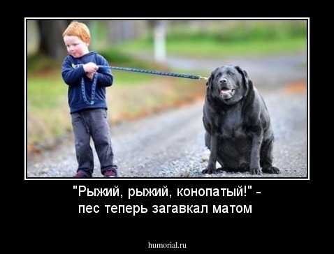 "Рыжий, рыжий, конопатый!" - пес теперь загавкал матом 