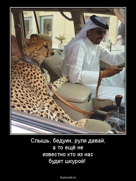 Слышь, бедуин, рули давай, а то ещё не известно кто из нас будет шкурой!