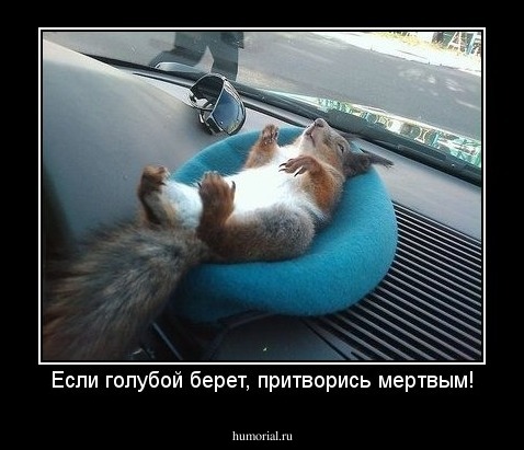 Если голубой берет, притворись мертвым!