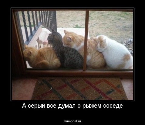 А серый все думал о рыжем соседе