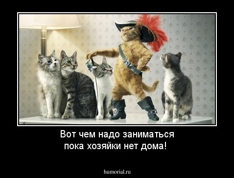 Вот чем надо заниматься пока хозяйки нет дома!