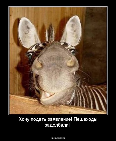 Хочу подать заявление! Пешеходы задолбали!